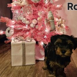 Robin - Yorkshire Terrier puppy from PBJ Farms