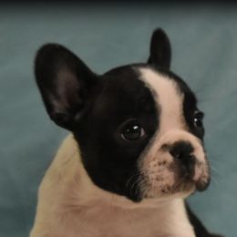 Bulldogs and French Bulldogs from Shameless Bulldogs LLC