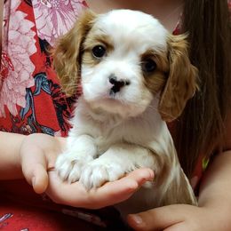 Cavalier King Charles Spaniel Puppies from Heritage Garden Cavaliers