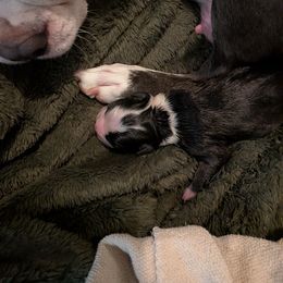 Boston Terrier Puppies from Mickie Pro