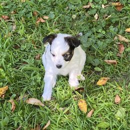 Lincoln - White and sable male Papillon puppy in Blossvale, New York from Glenara Collies & Papillons