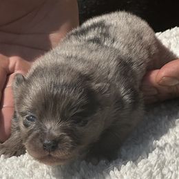 Sky - Blue merle female Pomeranian puppy in Kansas City, Missouri from S&K Pomeranians