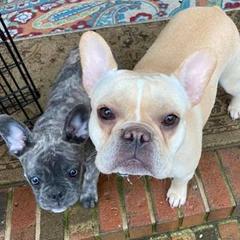 French Bulldogs from Valerie Straub