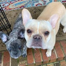 French Bulldogs from Valerie Straub