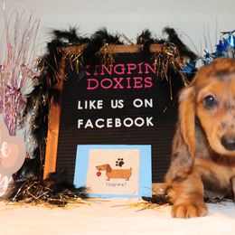 Dachshund Puppies from Kingpin Doxies
