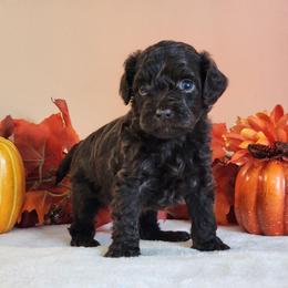 Reese - Brown male Cockapoo puppy in Louisburg, North Carolina from Raven Oak's Mini Cockapoos and Mini Dachshunds