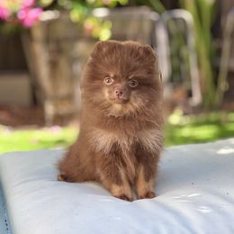 Hazel - Chocolate and tan female Pomeranian puppy in Modesto, California from Pommiepalace