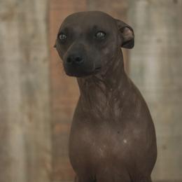 American Hairless Terriers from Copper Lilly Kennel