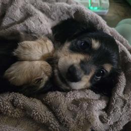 Xander - Black and cream male Dachshund puppy in Windom, Minnesota from Aster Creek Dachshunds & Australian Shepherds