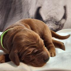 Irish Setter and Labrador Retriever Puppies from Down setters and labs