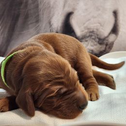 Irish Setter and Labrador Retriever Puppies from Down setters and labs