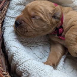 Golden Retriever Puppies from Chrysus Spirit Goldens