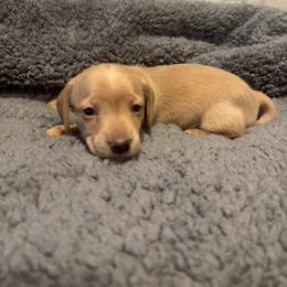 Blue - Cream male Dachshund puppy in Huntsville, Alabama from Bryant’s Miniature Dachshunds