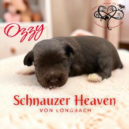 Ozzy AKC - Liver male Miniature Schnauzer puppy in Pelzer, South Carolina from Schnauzer Heaven Von Longbach