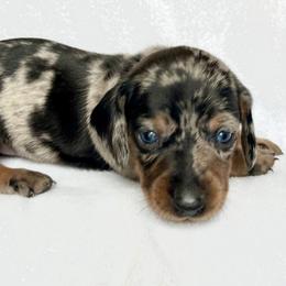 Girl 5 - Dapple female Dachshund puppy in Hollidaysburg, Pennsylvania from Weenie Bros