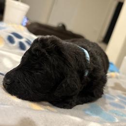 Goldendoodle and Poodle Puppies from Southern Stroll Poodles & Doodles