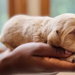 Bernedoodles from Pippi's Puppies