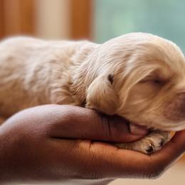 Bernedoodles from Pippi's Puppies