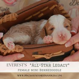 Shorty - Red female Bernedoodle puppy in Jackson, Missouri from Pincksten Family Doodles