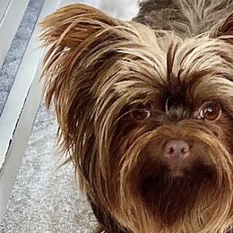 Shih Tzus, Shorkies, Yorkipoos, and Yorkshire Terriers from Little Rascal Ranch
