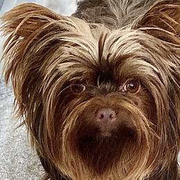 Shih Tzus, Shorkies, Yorkipoos, and Yorkshire Terriers from Little Rascal Ranch