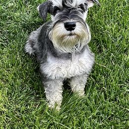 Lizzy - Miniature Schnauzer