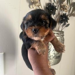 Bart - Black and tan male Yorkshire Terrier puppy in Gastonia, North Carolina from Precious pups dynasty kennel