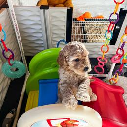 Goldendoodle Puppies from Lundee Doodles