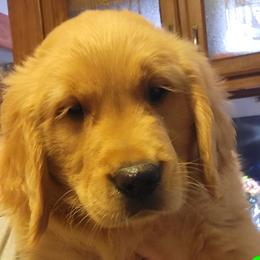 Boy 1 green collar - Golden Golden Retriever puppy in Brush Prairie, Washington from Paradise Peaks