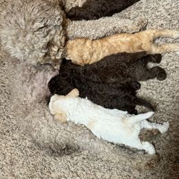 Lagotto Romagnolo Puppies from Lagotti di Mesilla
