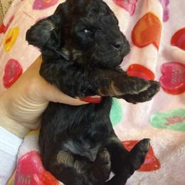 Latte - Sable female Cockapoo puppy in Ocala, Florida from Clad Doodles