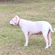 Juana - Dogo Argentino