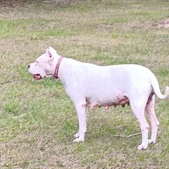 Juana - Dogo Argentino