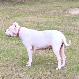 Juana - Dogo Argentino