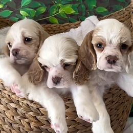 Cocker Spaniels from Retrograde Kennels