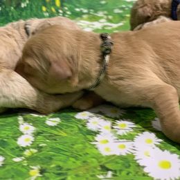 Goldendoodle Puppies from Bear Ridge Doodles