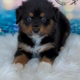 Barracuda - Australian Shepherd puppy from Sandy Aussies & Pomeranians