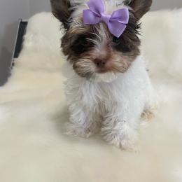 Girl 1 - Chocolate, tan and white female Yorkshire Terrier puppy in Belpre, Ohio from Blackwoods Yorkies
