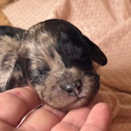 Wilber - Merle male Cockapoo puppy in Saint Louis, Missouri from Jax Doodles
