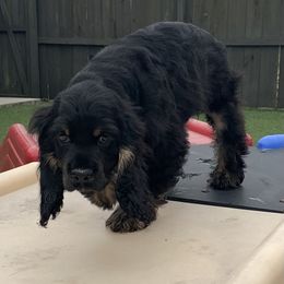 Catahoula Leopard Dog and Cocker Spaniel Puppies from Rich Cat’s