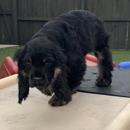 Catahoula Leopard Dog and Cocker Spaniel Puppies from Rich Cat’s