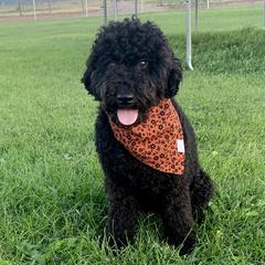 Freya - Labradoodle