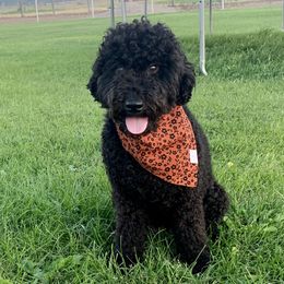 Freya - Labradoodle