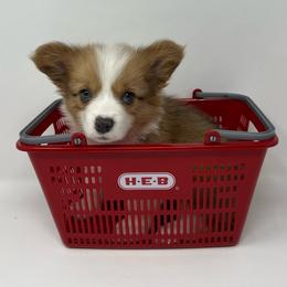 Fiona (sable bluie fluffy) - Sable female Pembroke Welsh Corgi puppy in Waco, Texas from The Comma Corgis