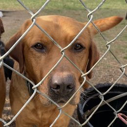 Peaches - Labrador Retriever