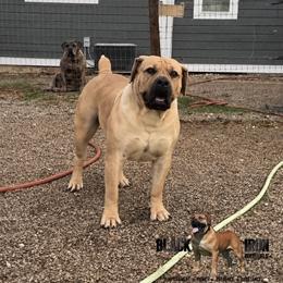 Marlee - Boerboel