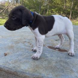 Puppy 4 - Liver and white German Shorthaired Pointer puppy in Pollok, Texas from Rockin’ Lazy 8