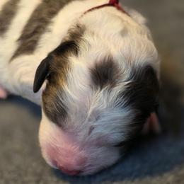 Autumn - Blue merle female Bernedoodle puppy in Malden, Illinois from Doting Doodles