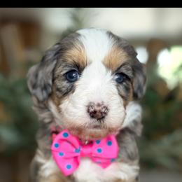 Elsa - Tri-color female Bernedoodle puppy in Yuciapa, California from AlltheDoodlez_