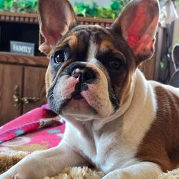 Pablo - Fawn and white male French Bulldog puppy in North Platte, Nebraska from Honey Hole Frenchies